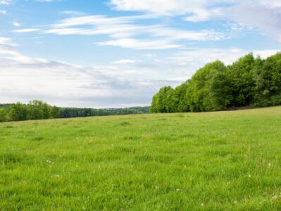 PNW grass and tree scene with blue sky and clouds