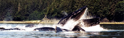 feeding_whales