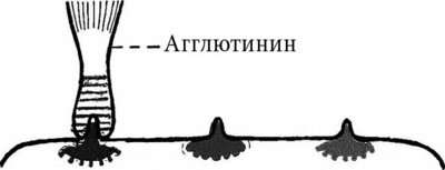 Разница между Агглютиногенами и Агглютининами 1 Агглютинины