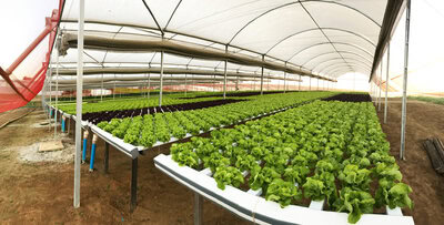 estufa agricola Curitiba