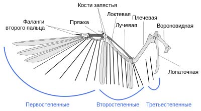 В чем разница между крыльями насекомых и птиц 2 Крыло птицы строение