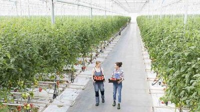 rolnictwo, szklarnia z pomidorami, 2 pracowniczki niosące skrzynki z pomidorami