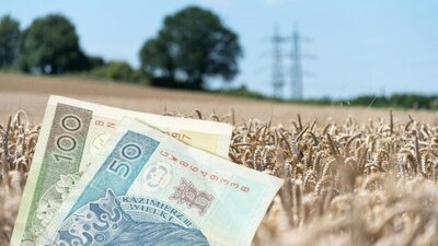 pole zboża, banknoty