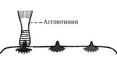 Разница между агглютиногенами и агглютининами
