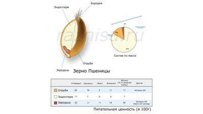 Разница между эндоспермом и периспермом