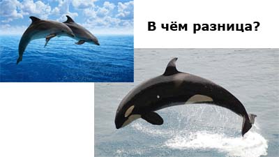 Разница между косаткой и дельфином