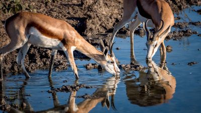 Reisefotografie - Tiere fotografieren