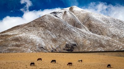 Horses make a landscape look more beautiful