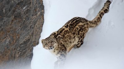 Fotoreise zu den Schneeleoparden