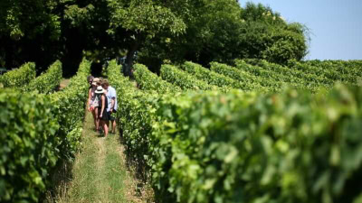 The sheer pleasure of walking the vines