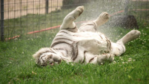 Remington enjoying a cat bath