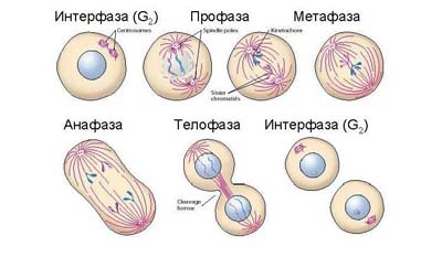 Разница между митозом и амитозом