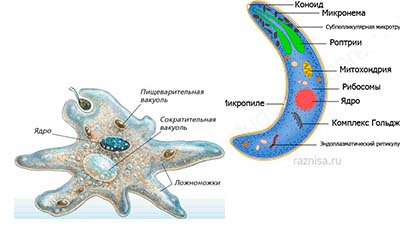 Разница между Голозойным и Сапрозойным питанием