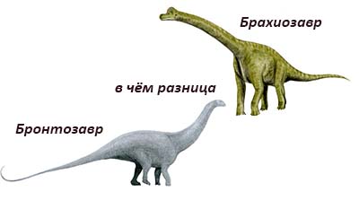 Разница между Бронтозавром и Брахиозавром