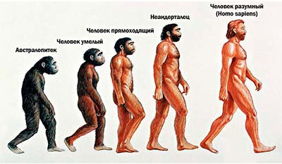 Разница между Homo sapiens и Неандертальцем