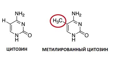 Разница между Ацетилированием и Метилированием