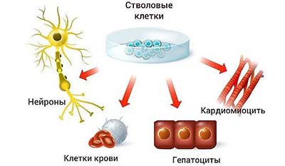 Разница между Стволовыми клетками и Дифференцированными клетками
