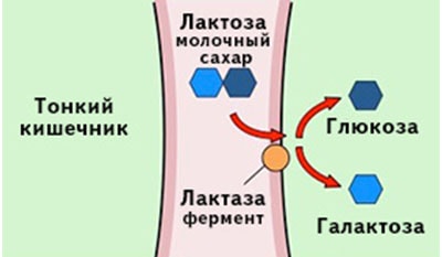 Что такое Лактаза