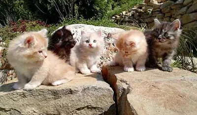 gattini disponibili di razza Kurilian Bobtail