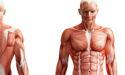 Neijing Medicine: Advanced Clinical Training (Year II & III)