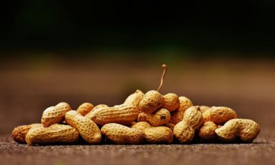 selective focus of shelled peanuts. Palforzia