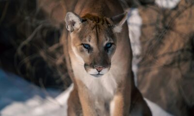 stunning close up of a wild cougar in the snowy wilderness
