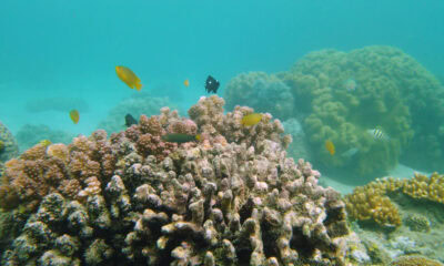tropical fishes and coral reef at diving underwater world with corals and tropical fis SBI 350904733