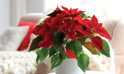 17710 ChristmasFlowers intro