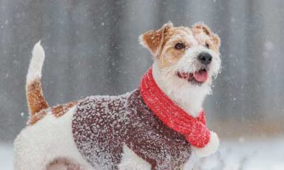 16969 Winter Pet Health intro image