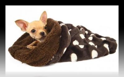 mantas para perros coche