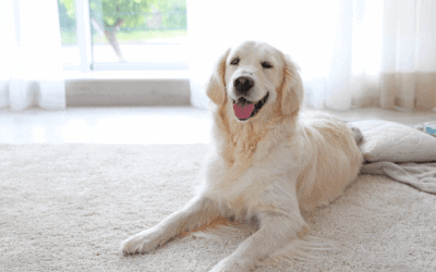 How GREEN cleaning makes a real difference