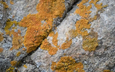 Does Vinegar Kill Mold? Home Remedies vs. Professional Cleaning