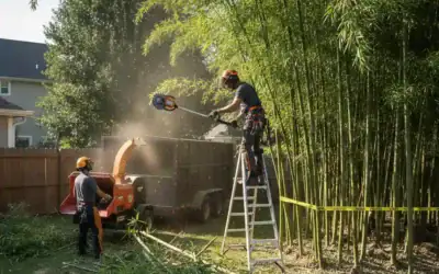 Bamboo removal
