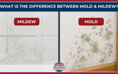 What Is the Difference Between Mold and Mildew?