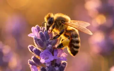Plantes mellifères : les fleurs et arbres indispensables pour nourrir les abeilles