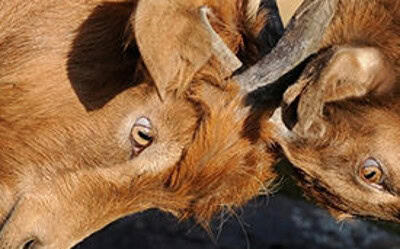 Sage Software vs NetSuite ERP