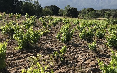 Víñas de Orly Lumbreras en Gredos
