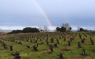 Finca de El Becerro. Arribes del Duero