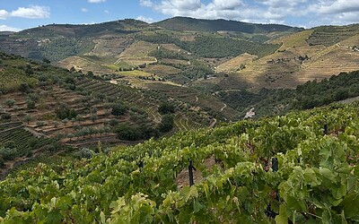Viñas en el Douro