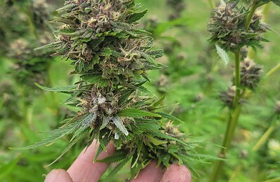 Séchage artisanal chanvre CBD bio