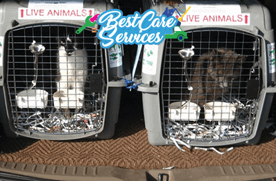 pet moving and relocation services nairobi kenya