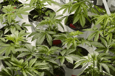 Manufacturing Controlled Substance