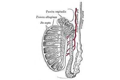 anatomia del testicolo