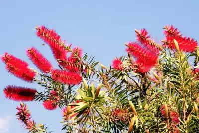 Comprar Arbol del Cepillo Mallorca