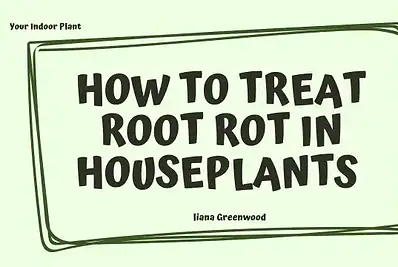 Treating Root Rot in Houseplants