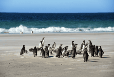 Pinguine