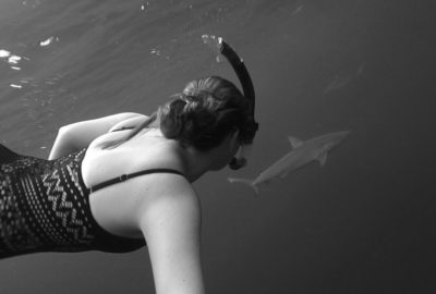 free dive with sharks