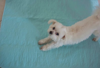 washable puppy pads