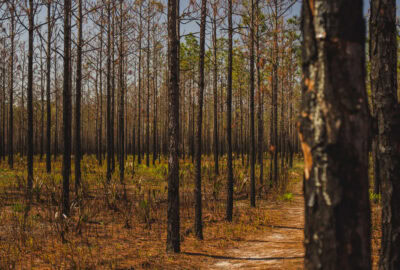 point Washington state forest eastern lake trail