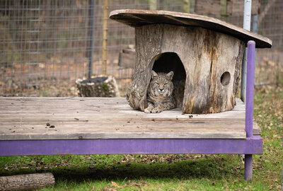 Dillian enjoying his new habitat at Rescue Ridge